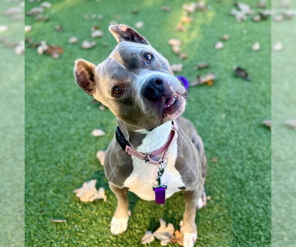 Medium Photo #2 American Pit Bull Terrier Puppy For Sale in Edmond, OK, USA