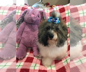 Maltese-Poodle (Toy) Mix Puppy for sale in SARASOTA, FL, USA