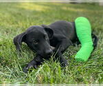 Small #1 Labrador Retriever Mix