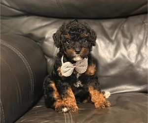 Cavapoo Puppy for sale in CAMPBELLSVILLE, KY, USA