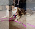 Small #10 Australian Shepherd
