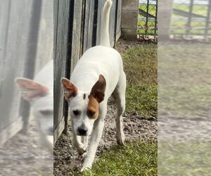 Mutt Dogs for adoption in Riverside, CA, USA