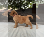 Small #7 Golden Retriever