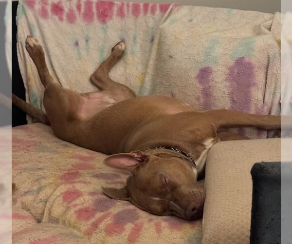 Medium Photo #7 American Staffordshire Terrier-Bull Terrier Mix Puppy For Sale in Decatur, GA, USA