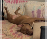 Small #6 American Staffordshire Terrier-Bull Terrier Mix