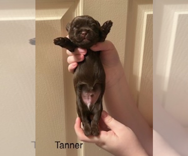 Medium Photo #30 Shorkie Tzu Puppy For Sale in SCOTTSDALE, AZ, USA