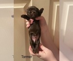 Puppy Tanner Shorkie Tzu