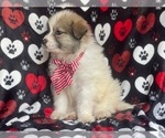 Small Photo #8 Great Pyrenees Puppy For Sale in LAKELAND, FL, USA