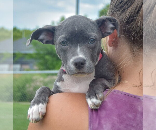 Medium Photo #6 Feist Terrier-Italian Greyhound Mix Puppy For Sale in Huntley, IL, USA