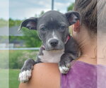 Small #5 Feist Terrier-Italian Greyhound Mix
