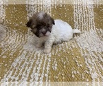 Small Havanese