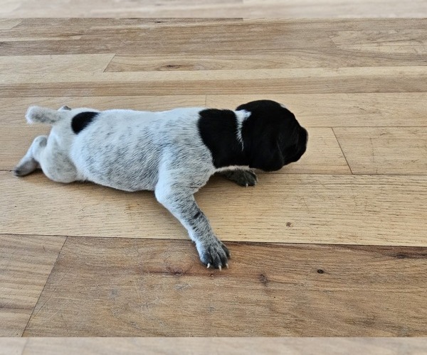 Medium Photo #2 German Shorthaired Pointer Puppy For Sale in EVANSVILLE, WY, USA