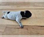 Small Photo #24 German Shorthaired Pointer Puppy For Sale in EVANSVILLE, WY, USA