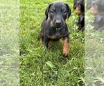 Puppy Aqua Doberman Pinscher