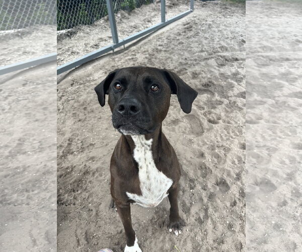 Medium Photo #7 Labrador Retriever-Unknown Mix Puppy For Sale in Sanford, FL, USA