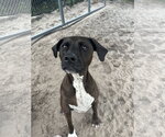 Small #6 Labrador Retriever Mix