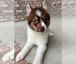 Small Photo #3 Pomsky Puppy For Sale in GREENFIELD, IN, USA