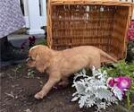 Small #4 Cavalier King Charles Spaniel