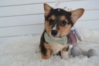 Small Photo #2 Pembroke Welsh Corgi Puppy For Sale in HONEY BROOK, PA, USA