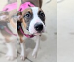 Small #1 Great Dane Mix