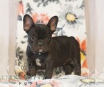 Small French Bulldog