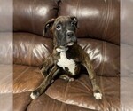 Puppy Ann Boxer