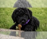 Small #2 Poodle (Standard)