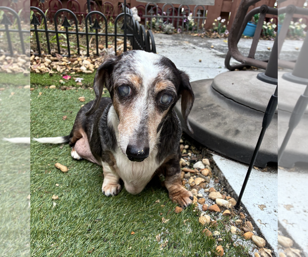 Medium Photo #5 Dachshund Puppy For Sale in Weston, FL, USA