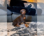 Small #3 Doberman Pinscher