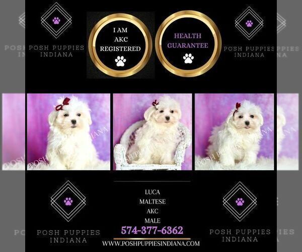 Medium Photo #17 Maltese Puppy For Sale in WARSAW, IN, USA