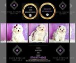 Small Photo #17 Maltese Puppy For Sale in WARSAW, IN, USA