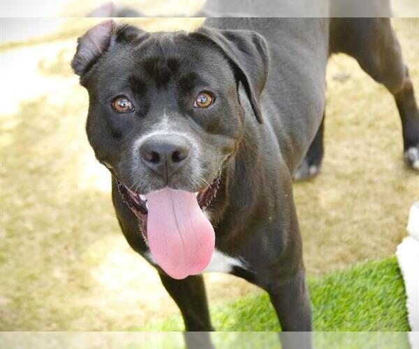 Medium Photo #2 American Staffordshire Terrier-Labrador Retriever Mix Puppy For Sale in Tallahassee, FL, USA