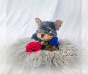 Yorkshire Terrier Puppy for sale in ORCHARDS, WA, USA