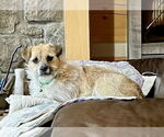 Small #1 Border Terrier Mix