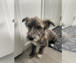 Glen of Imaal Terrier Puppy for sale in CERES, CA, USA