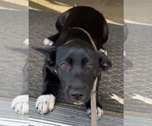 Siberian Husky-Unknown Mix Dogs for adoption in Sanford, FL, USA