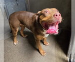 LILIANA - Female Mutt Dog for Adoption - Small photo