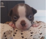 Small Photo #4 Boston Terrier Puppy For Sale in GAFFNEY, SC, USA