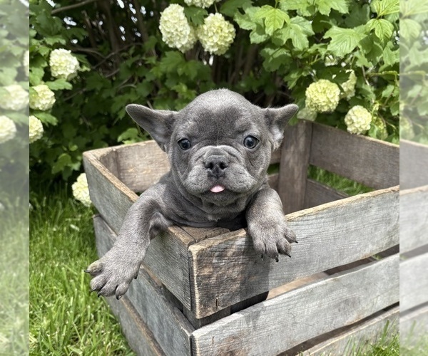 Medium Photo #5 French Bulldog Puppy For Sale in MIDDLEBURY, IN, USA