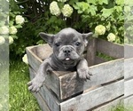 Small #4 French Bulldog