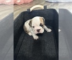 Small Photo #2 English Bulldog Puppy For Sale in SPRING HILL, FL, USA