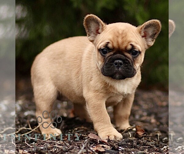 Medium Photo #2 French Bulldog Puppy For Sale in RONKS, PA, USA