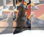 Small Photo #2 French Bulldog Puppy For Sale in VANCOUVER, WA, USA