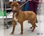 Small #3 Retriever  Mix