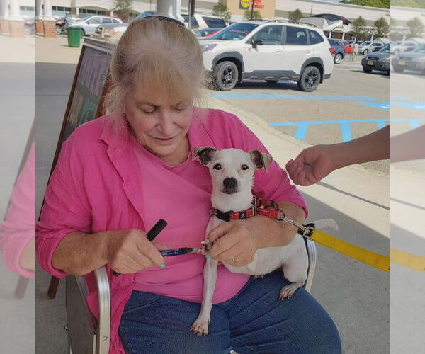 Medium Photo #19 Jack Chi Puppy For Sale in Caldwell, NJ, USA