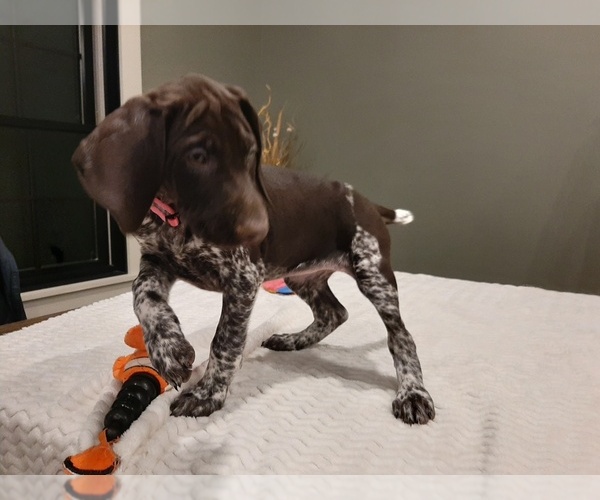 Medium Photo #3 German Shorthaired Pointer Puppy For Sale in WARSAW, IN, USA