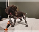 Small Photo #3 German Shorthaired Pointer Puppy For Sale in WARSAW, IN, USA