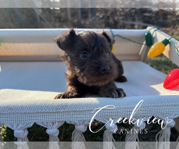 Medium Photo #2 Schnauzer (Miniature) Puppy For Sale in NIANGUA, MO, USA
