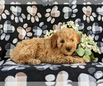 Small Photo #3 Goldendoodle (Miniature) Puppy For Sale in OXFORD, PA, USA