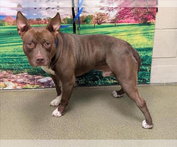 Medium Photo #1 American Pit Bull Terrier Puppy For Sale in Moreno Valley, CA, USA